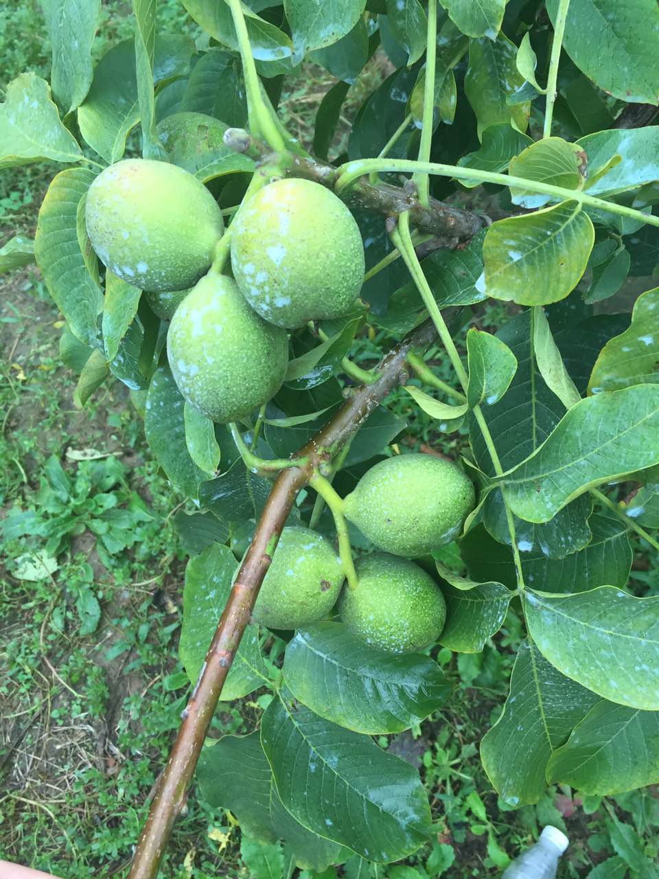 薄殼核桃苗優(yōu)質(zhì)核桃苗批發(fā)需考慮哪些因素？