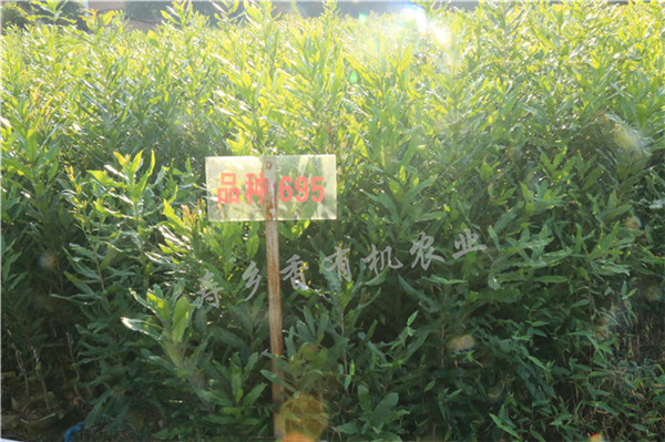廣東夏威夷果供應(yīng)：去哪聲譽(yù)好的澳洲堅(jiān)果供應(yīng)商