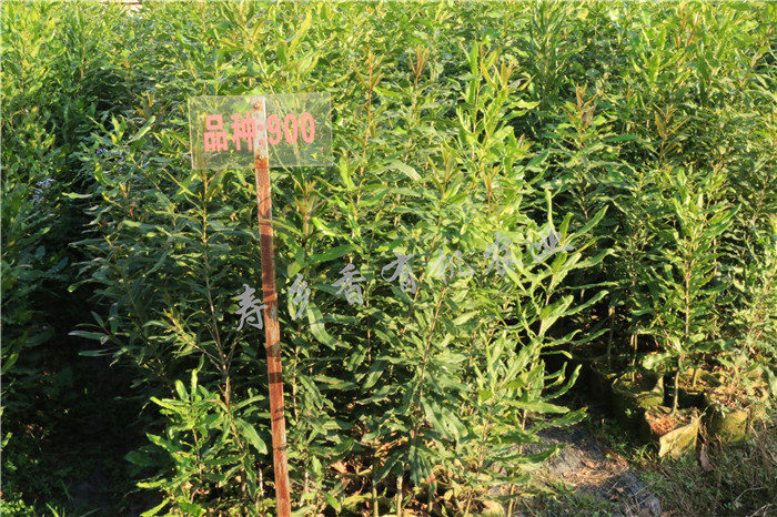 云南澳洲堅果苗 夏威夷果種植基地