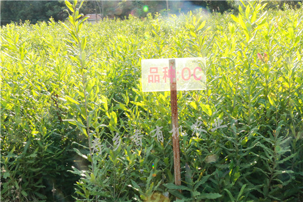供應廣西質量好的夏威夷果——南寧澳洲堅果苗