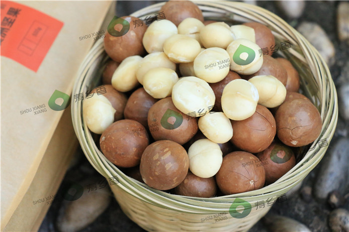 供應廣西質量好的夏威夷果——南寧澳洲堅果苗