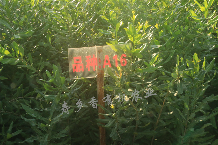 壽鄉(xiāng)香實(shí)惠的夏威夷果供應(yīng)|夏威夷果批發(fā)價(jià)格行情