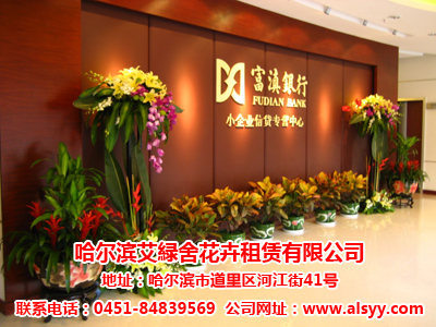 哈爾濱哪家花卉租賃公司更好，哈爾濱花卉租賃