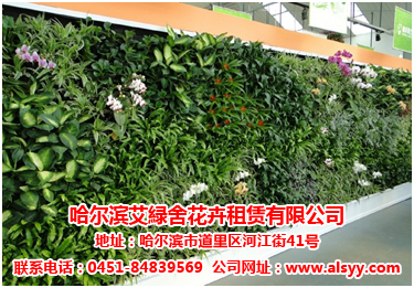 哈尔滨仿真植物墙_优质花卉租赁在哪里