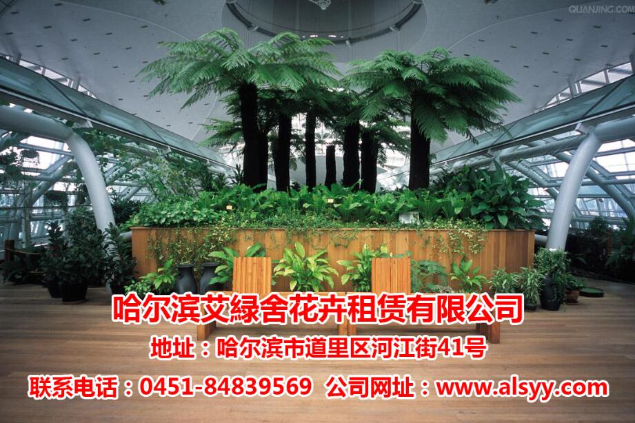 服務周到的哈爾濱花卉大市場，便捷的花卉租賃哪里有