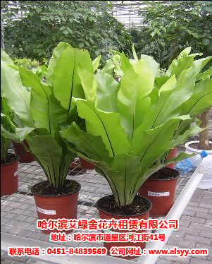 哈爾濱艾綠舍花卉租賃專業(yè)提供口碑好的花卉租賃_特色的哈爾濱花卉大市場