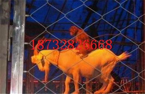 動物籠舍網(wǎng)/動物圍欄/動物園圍網(wǎng)批發(fā)采購
