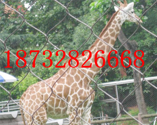 鳥網(wǎng)/動物園鳥網(wǎng)/動物園網(wǎng)施工廠家直銷
