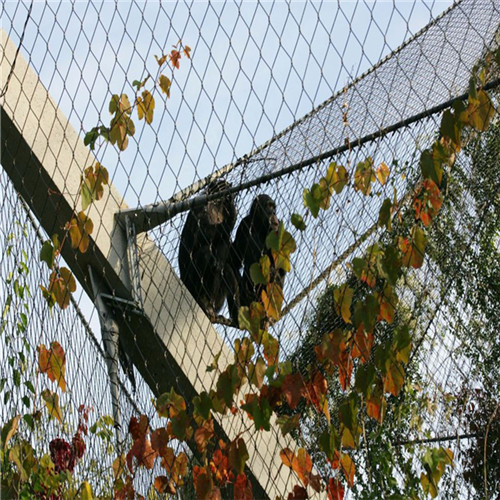 動(dòng)物園鳥網(wǎng)/不銹鋼繩網(wǎng)圖片大全/動(dòng)物園專用不銹鋼繩網(wǎng)單價(jià)