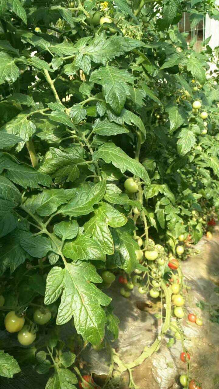 專業的日本原裝進口葉面肥供應商就在濰坊_進口核苷酸葉面肥