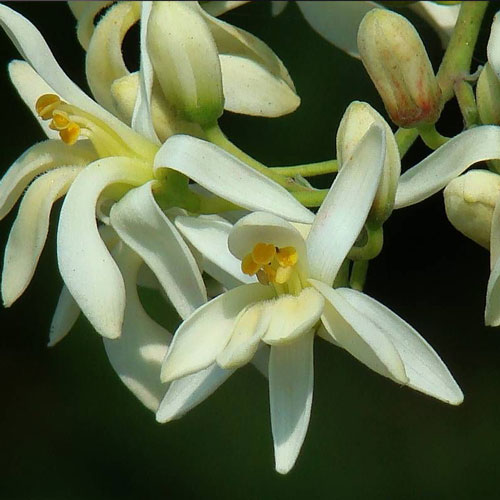 辣木花
