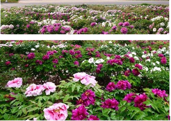 花海高速成觀景臺(tái)天津堯舜油用牡丹種植有限公司助力美化塘承高速
