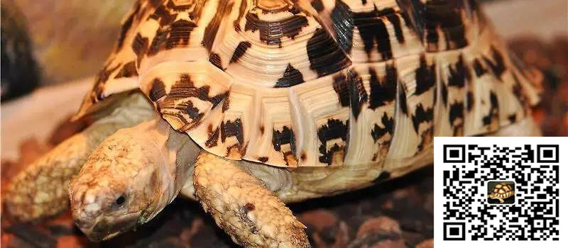 印度星龜價格及飼養方法