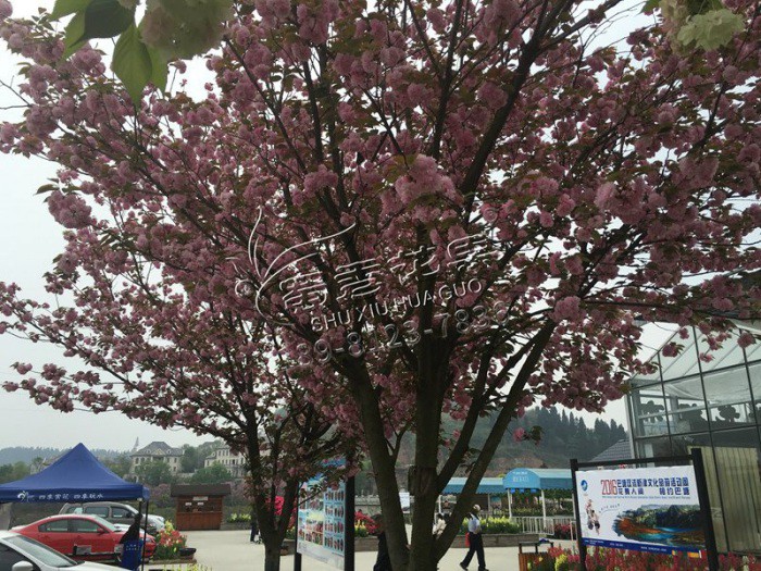 廣元櫻花樹苗價格