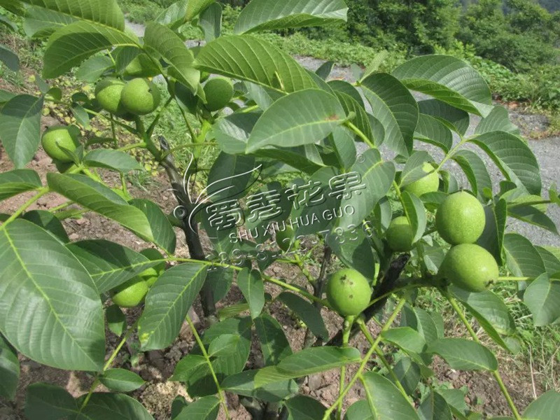 核桃樹苗價格