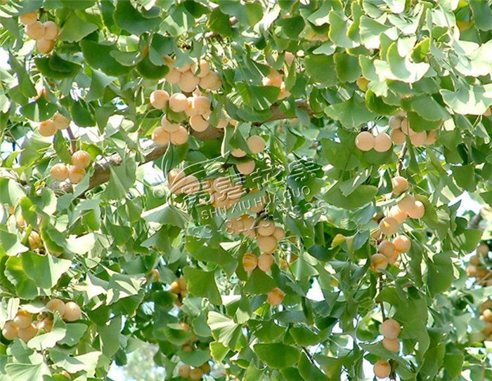 核桃樹苗價格