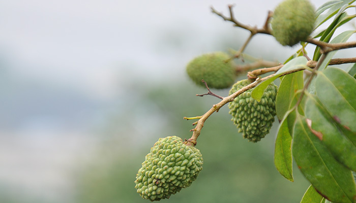 煙臺(tái)荔枝批發(fā),優(yōu)質(zhì)荔枝批發(fā)原始圖片3