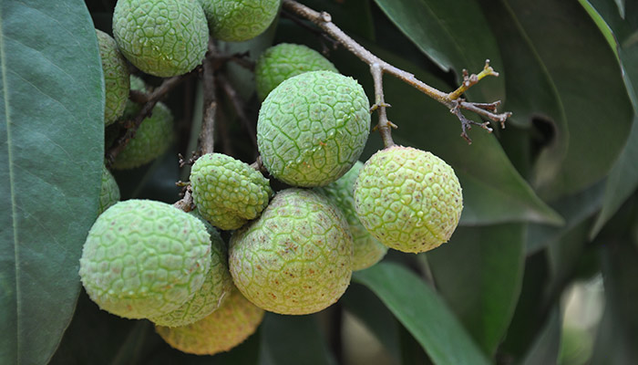 煙臺(tái)荔枝批發(fā),優(yōu)質(zhì)荔枝批發(fā)