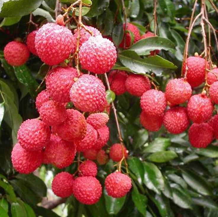 烏魯木齊荔枝市場批發(fā),優(yōu)質(zhì)荔枝直供