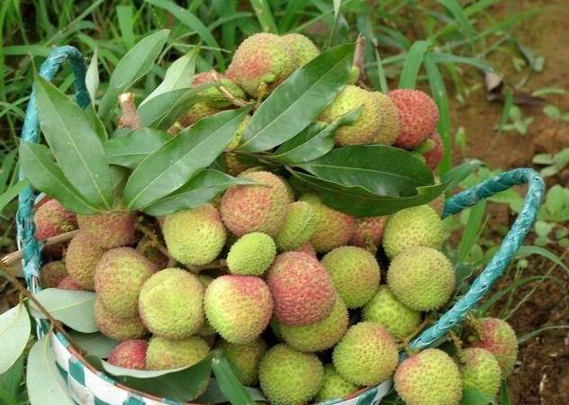 上海荔枝批發(fā)價格,優(yōu)質(zhì)荔枝直供原始圖片2