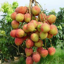 長沙荔枝批發(fā)價格,優(yōu)質荔枝批發(fā)