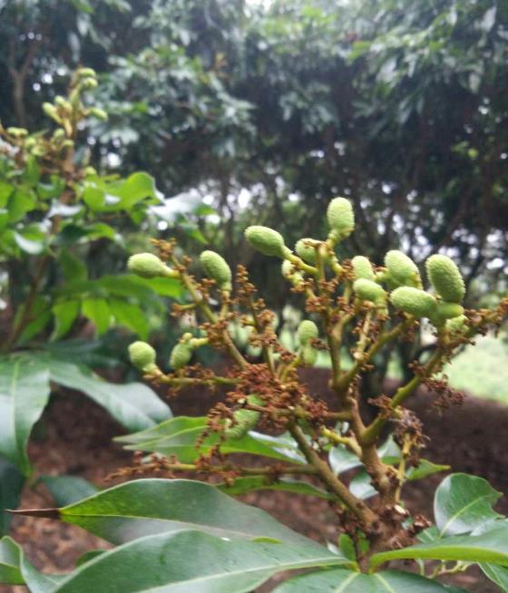 上海荔枝批發(fā)價(jià)格,優(yōu)質(zhì)荔枝供應(yīng)