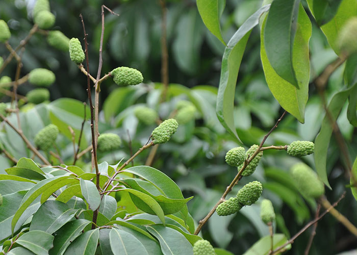 昆明荔枝市場批發(fā),優(yōu)質(zhì)荔枝廠家批發(fā)原始圖片2