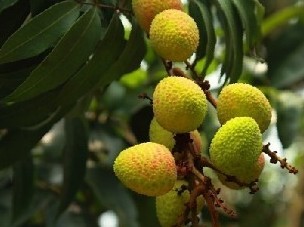 寧波荔枝市場批發(fā)價(jià)格,優(yōu)質(zhì)荔枝供應(yīng)