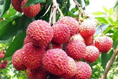 合肥荔枝批發(fā),優(yōu)質(zhì)荔枝直供
