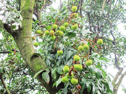 合肥荔枝批發(fā),優(yōu)質(zhì)荔枝直供