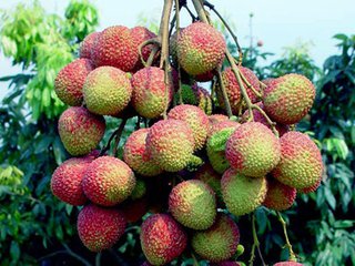 上海荔枝市場批發(fā),優(yōu)質(zhì)荔枝供應(yīng)原始圖片2