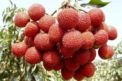 寧波荔枝批發(fā),優(yōu)質(zhì)荔枝批發(fā)原始圖片2