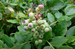 濰坊品質好的藍莓苗·廠家直銷，黃樓花卉園