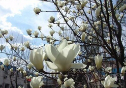 【五靈威力~變~~】藍(lán)莓苗價格￥藍(lán)莓種植基地￥求購藍(lán)莓苗++【春楓@】