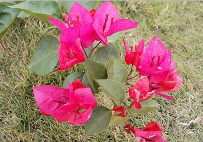 山東綠化用果樹推薦|時令草花批發(fā)商