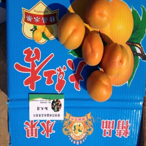 泰州金太陽杏基地，泰州金太陽杏價格，泰州金太陽杏批發