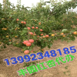 武漢金太陽杏基地|凱特杏基地