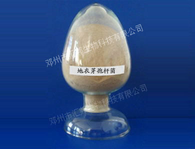 匯邦生物【菌株名稱 】 多粘類芽孢桿菌