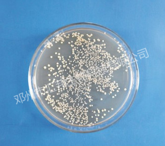 匯邦生物抗重茬放線菌