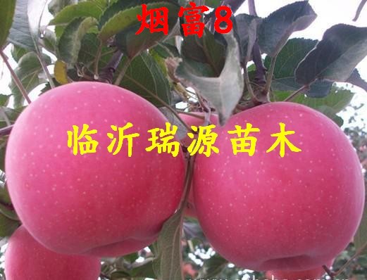 滨州苹果苗基地在哪里