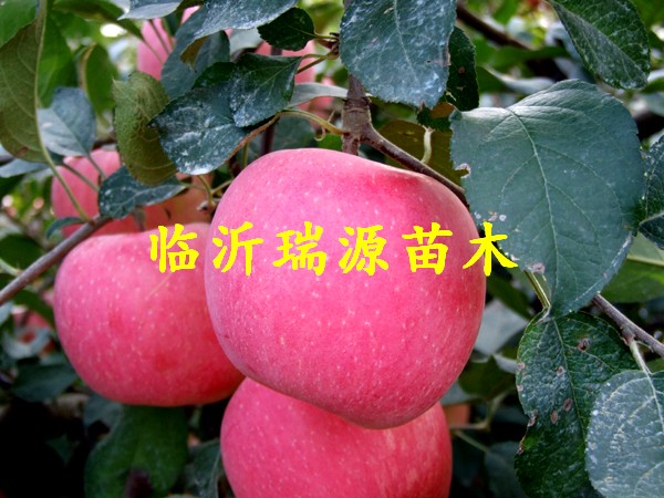 兗州蘋果苗基地