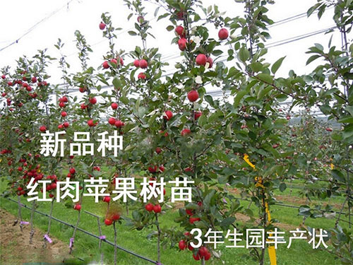 文登蘋果樹苗供應(yīng)商