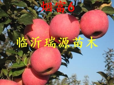 白城蘋果苗新品種