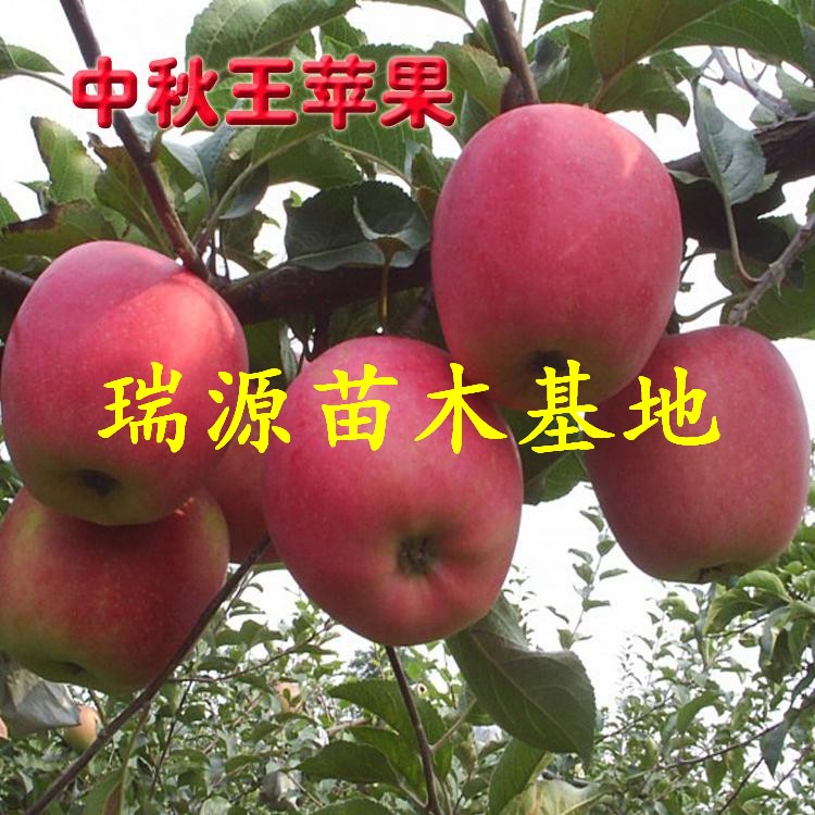 白城蘋果苗新品種