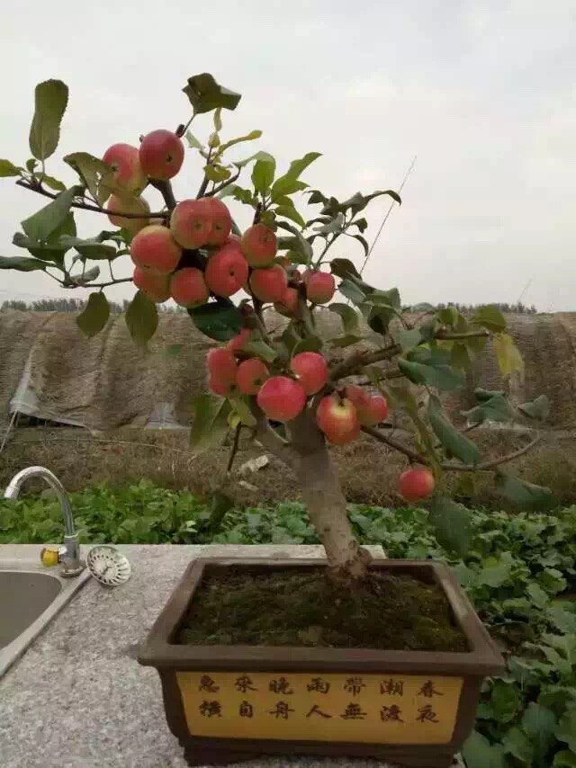 諸城蘋果樹苗多少錢
