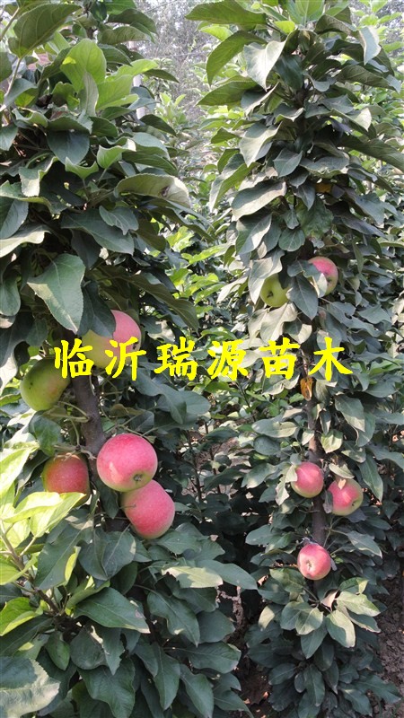 龙口苹果树苗