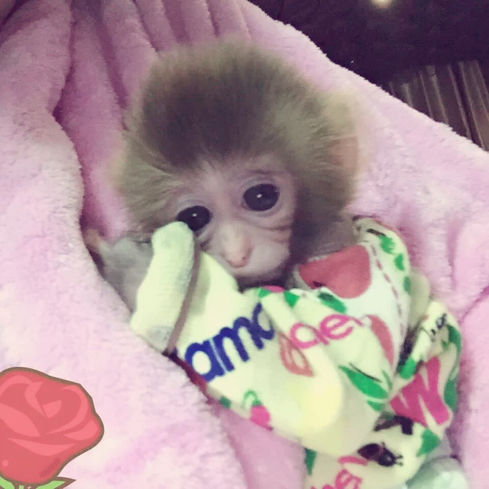 信宜寵物袖珍石候價格