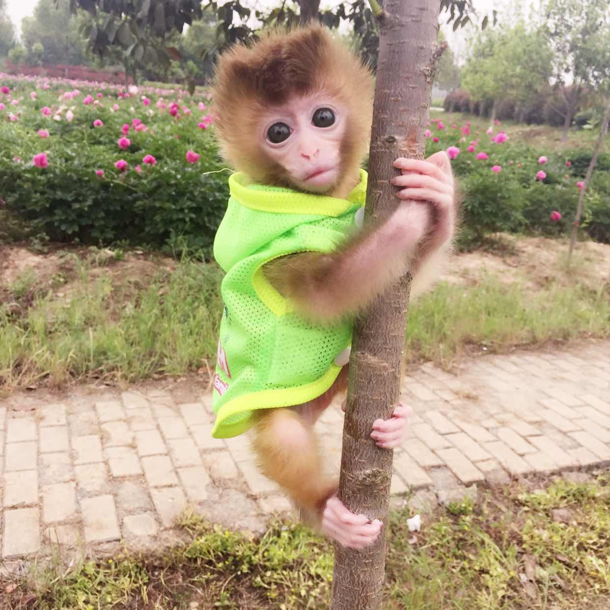 哪里可以买到袖珍石候