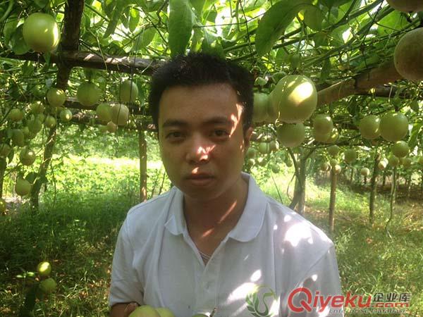 常年供應(yīng)批發(fā)酸甜可口的紫香一號(hào)廣西原生態(tài)百香果
