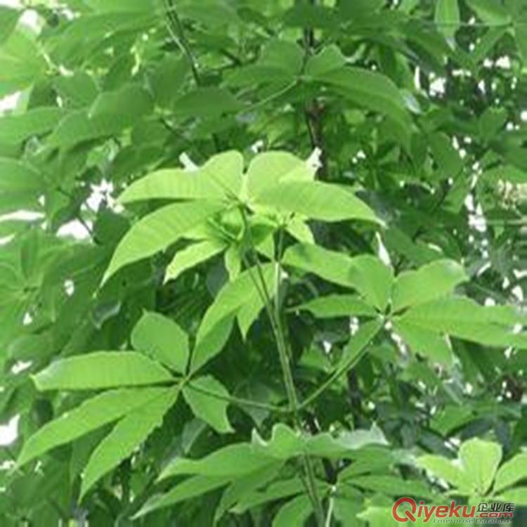 七葉樹提取物 七葉皂甙20%-101%  ky消腫 